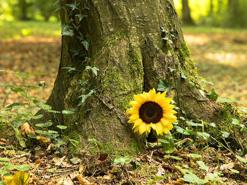 Urnengrab mit Sonnenblume auf Waldfriedhof – Symbol für Erinnerung, Naturverbundenheit und würdevolle anonyme Beisetzung..