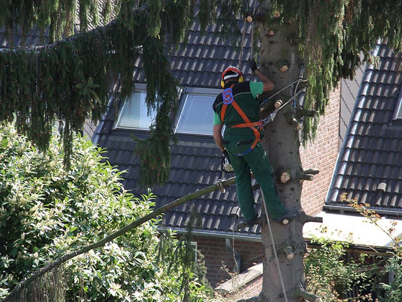 Mitarbeiter eines GaLaBau Betriebes fällt einen Baum in Alsdorf