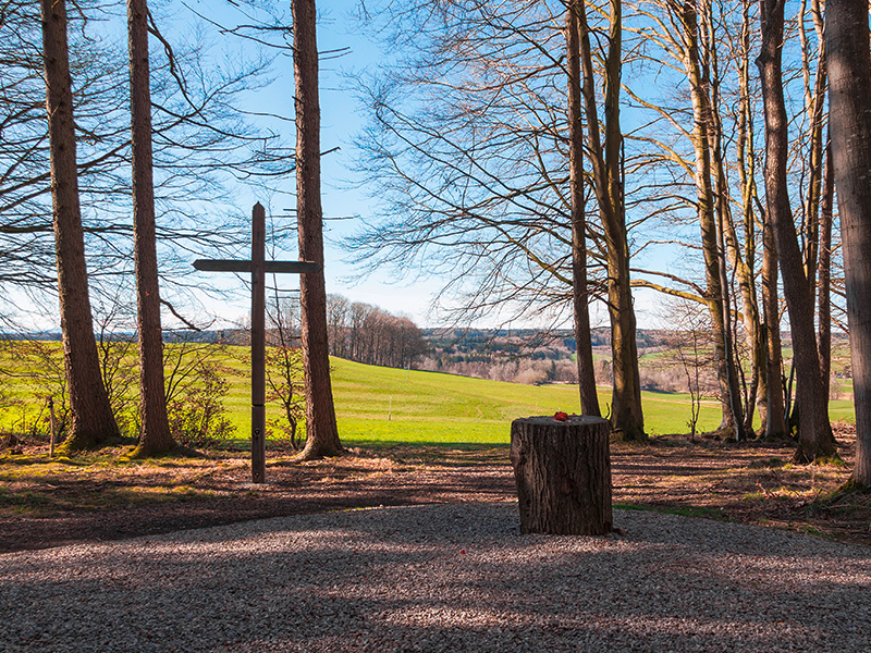 Friedlicher Waldfriedhof mit Urnenbestattungsfläche und sonnigem Licht in Aachen für eine natürliche Urnenbeisetzung in ruhiger Umgebung